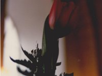 Diverse 004 : Diverse